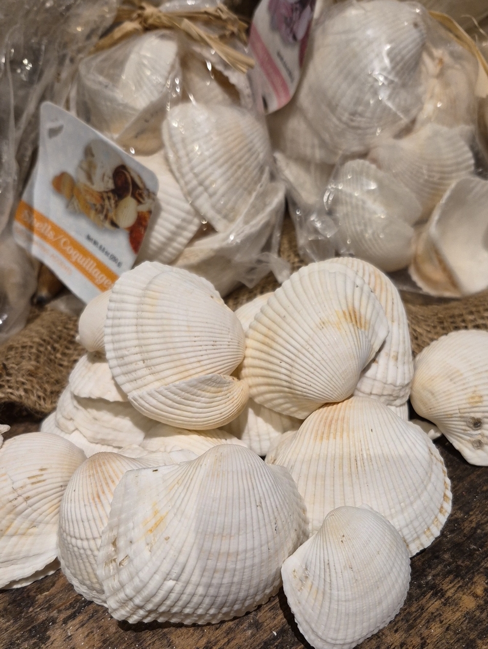 FREE Sea Shells (White Ribbed Ark Shells) - Picture 4 of 4